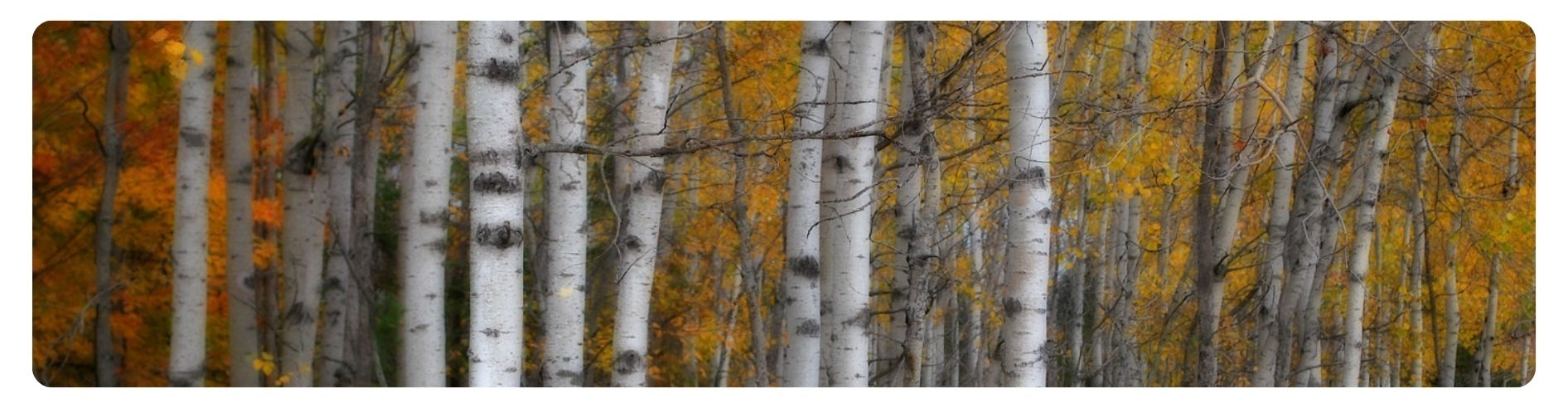 birch trees