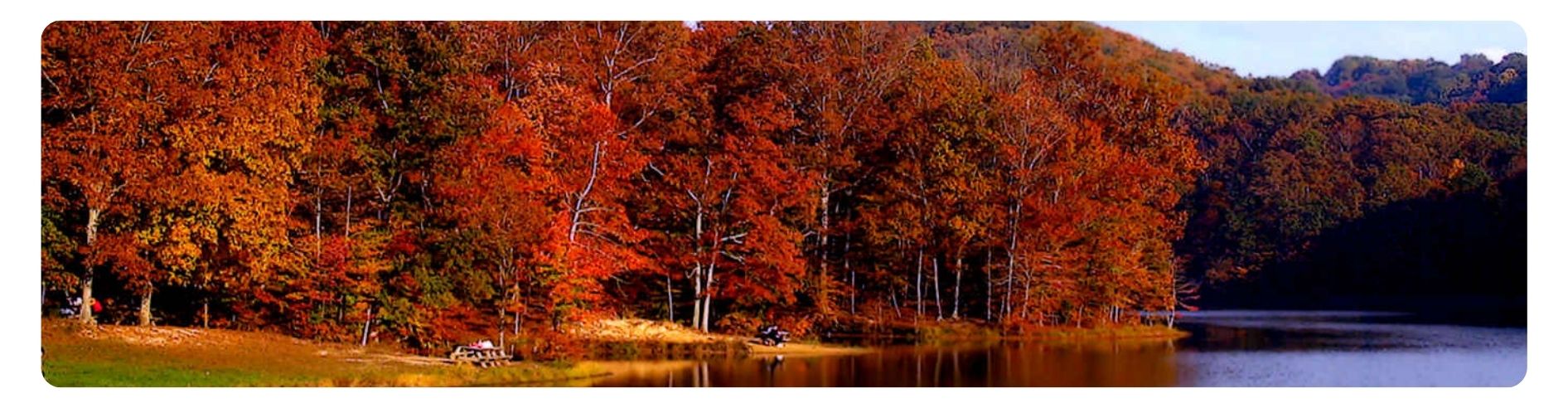 foliage around pond