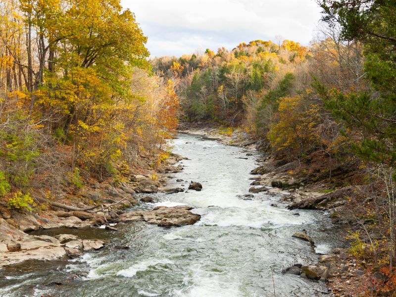 river surrounded by foliage