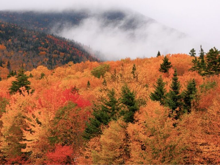 mountain foliage