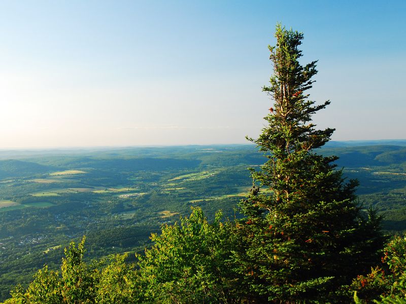 tree atop mountain