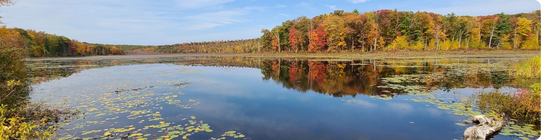 lake surrounded by forest