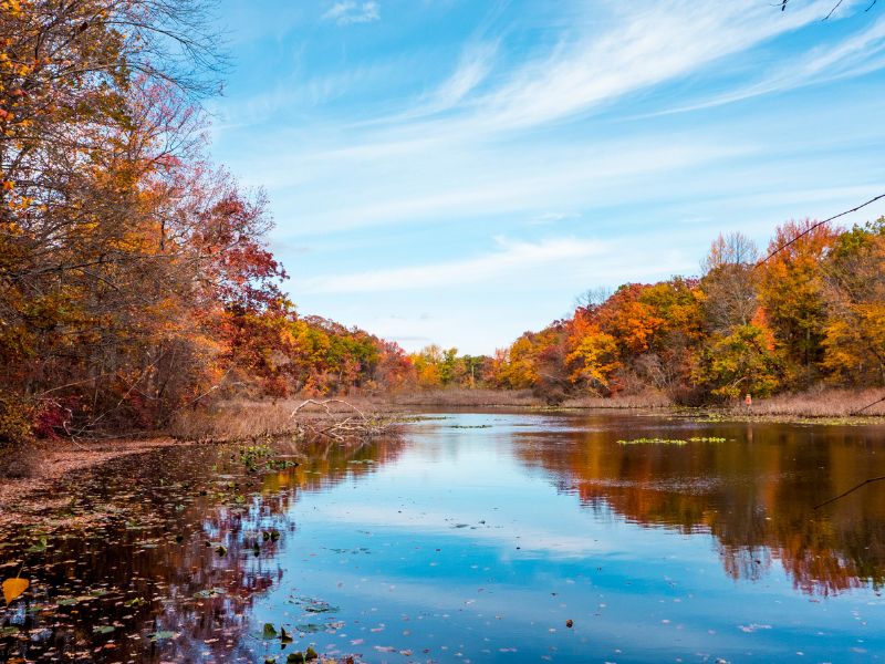 lake with foliage surrounding