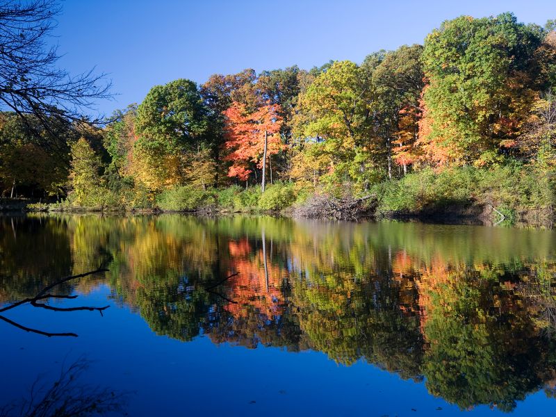 Fall Trees and Lake in Illinois