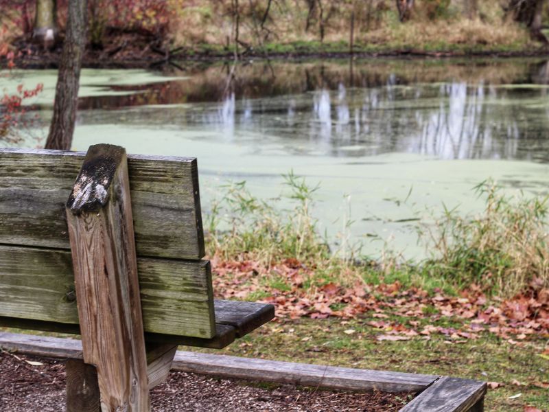 bench overlooking pond