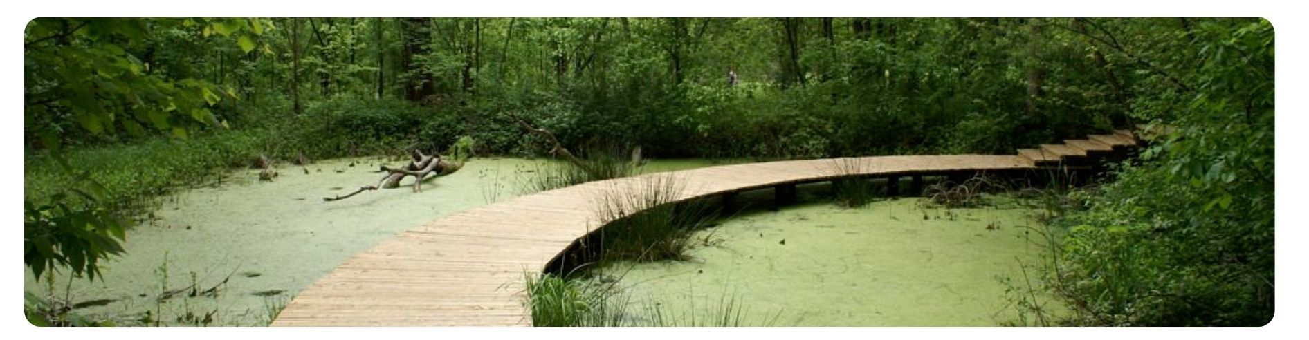 walkway through swamp