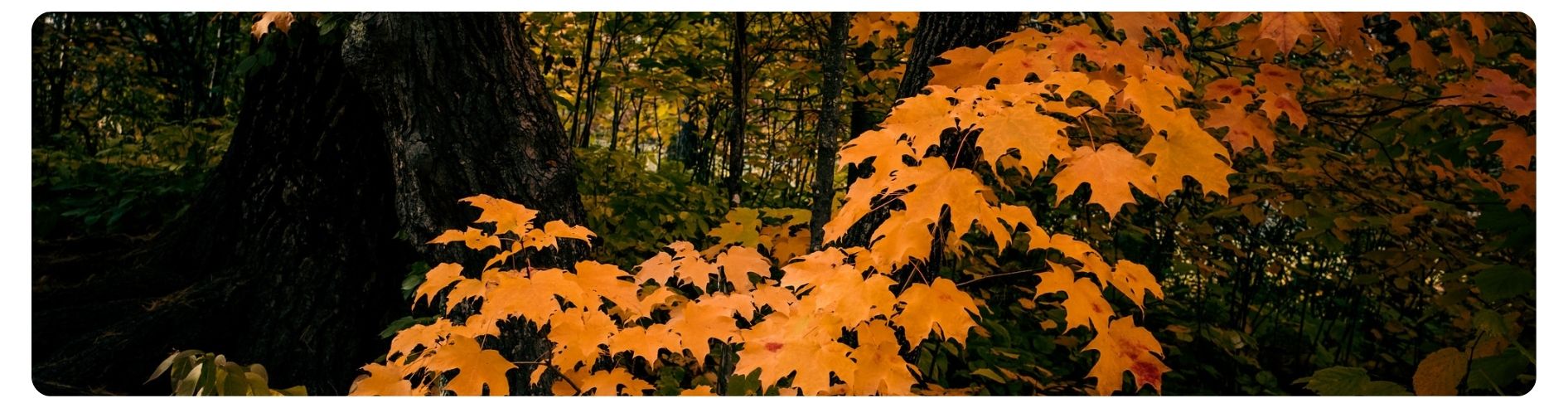 orange leaves in fall