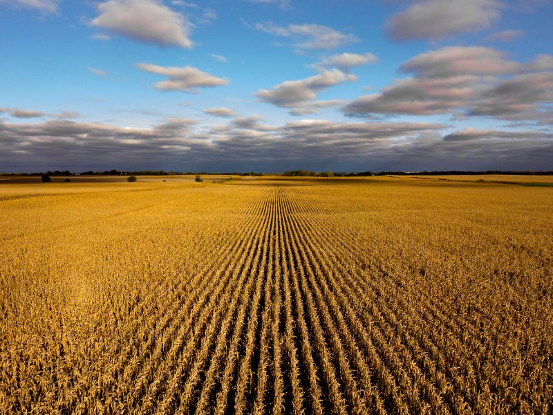 Cornfield