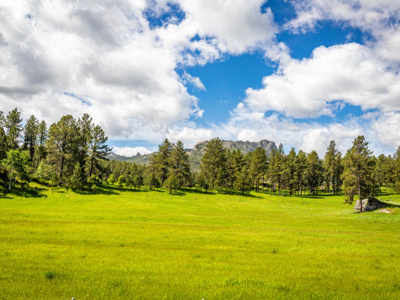 forest with mountain in background