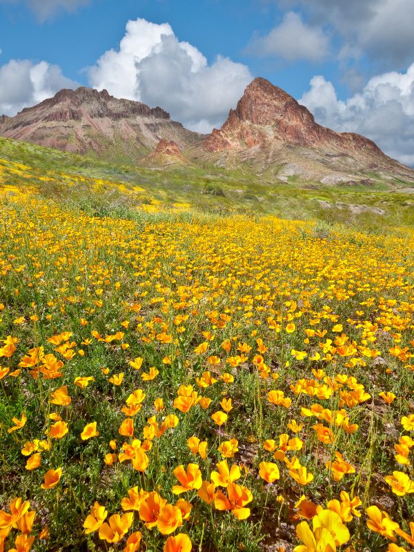 field of flower with mountain behind