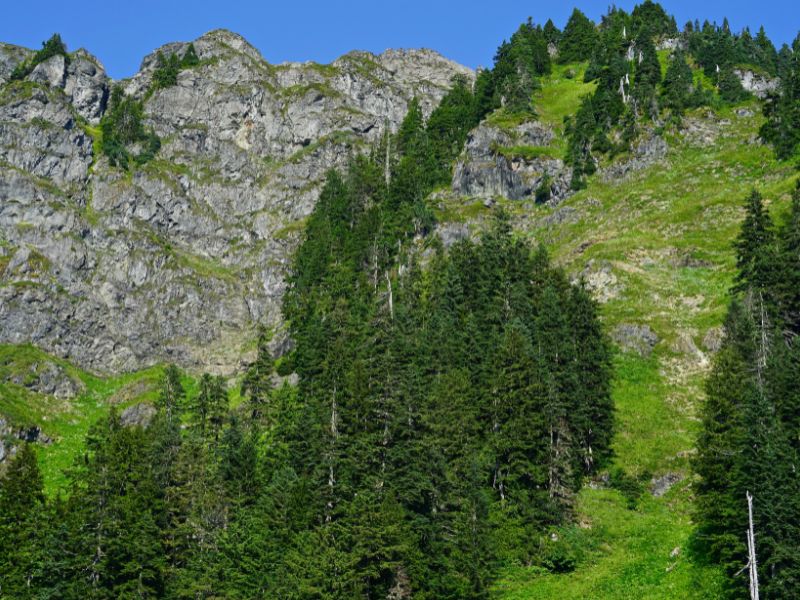 mountain's edge with trees