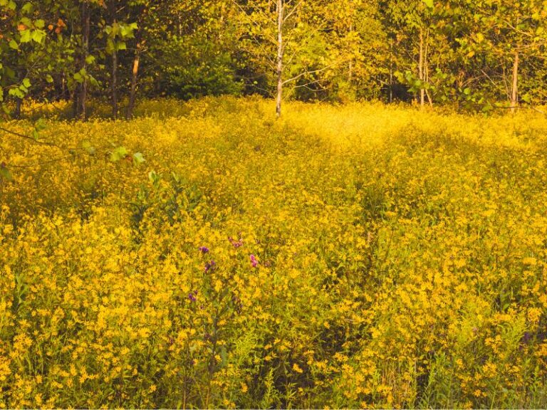 Field of yellow native Missouri wildflowers in fall at sunset