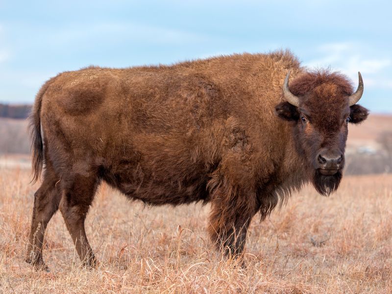 American Bison, Kansas Prairie