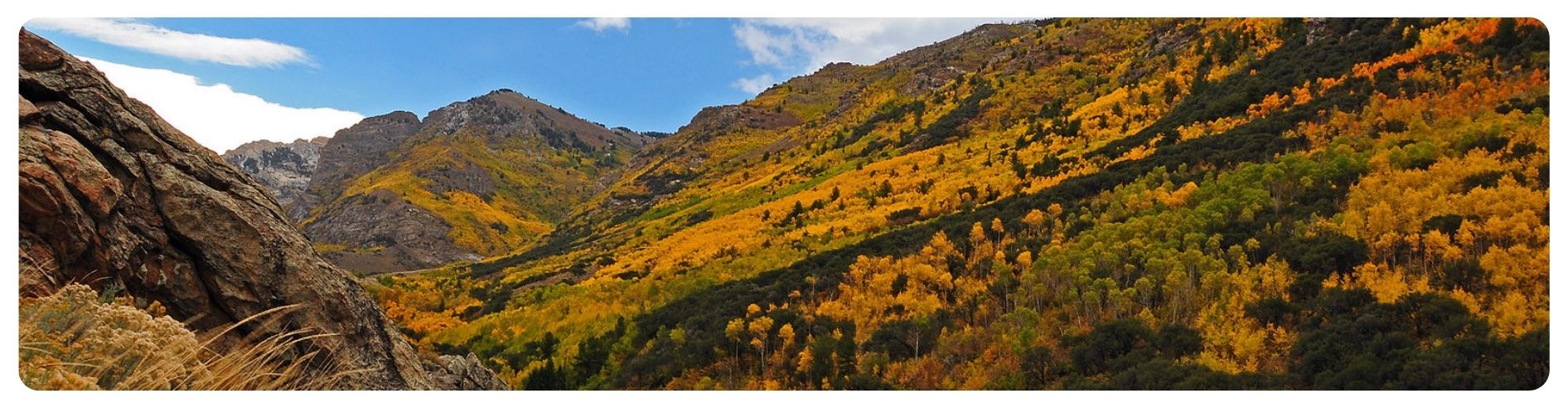 mountain side with trees