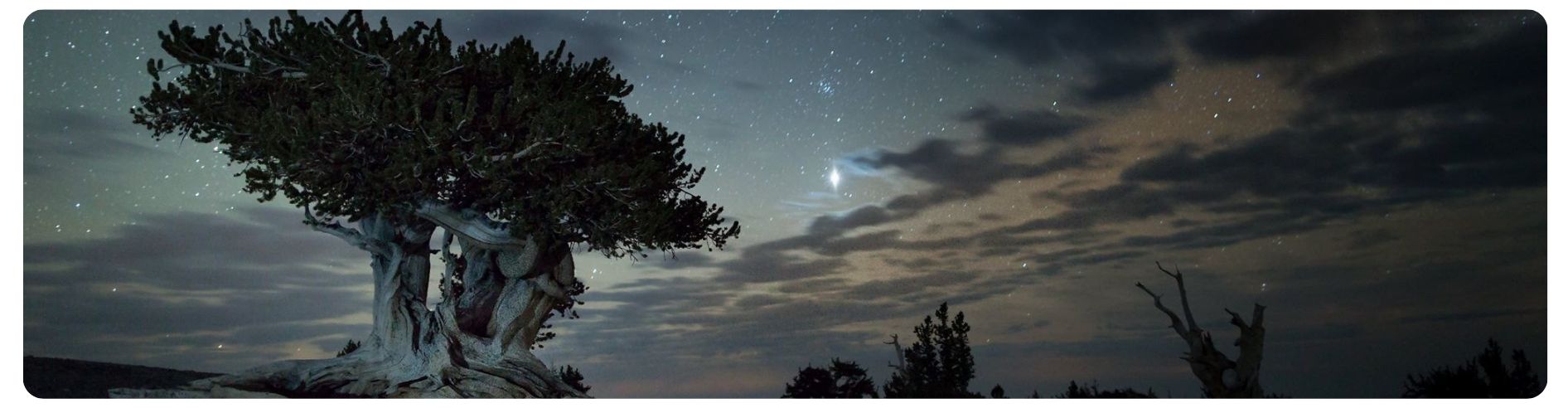 tree and starry night