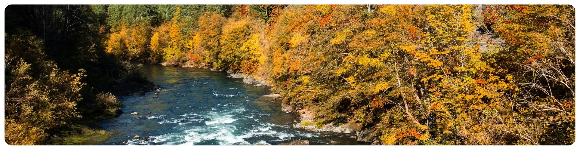 river flowing through foliage forest