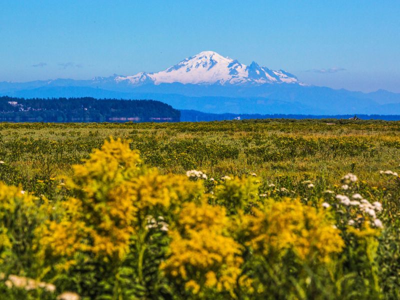 mountain behind large field