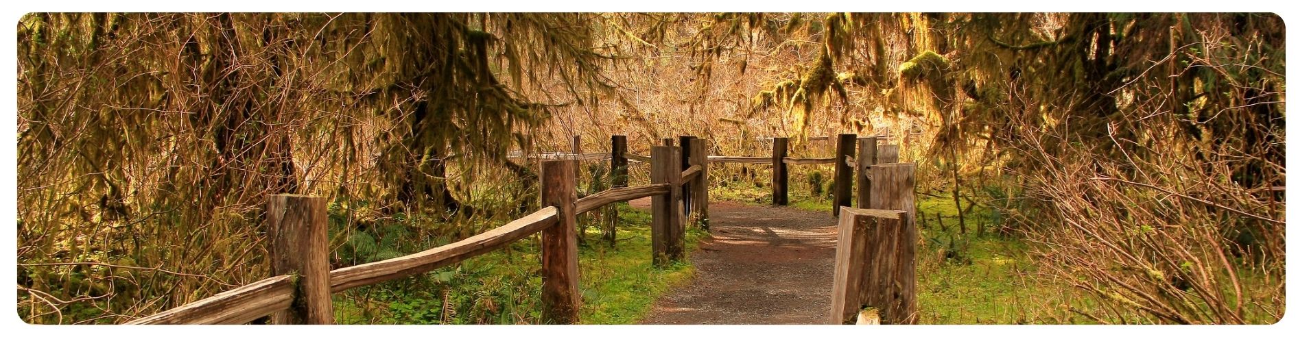 pathway through forest