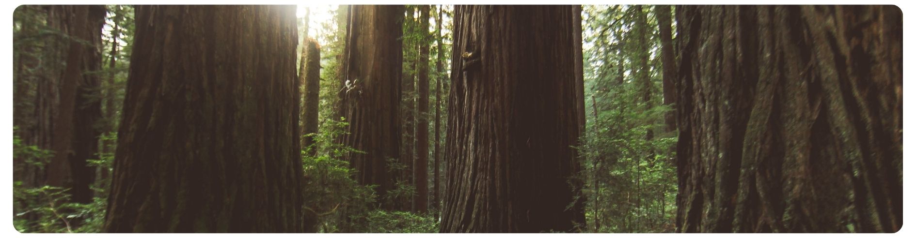 closeup of redwood trees