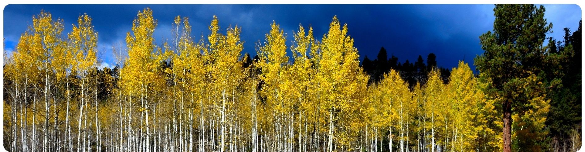 yellow aspen trees