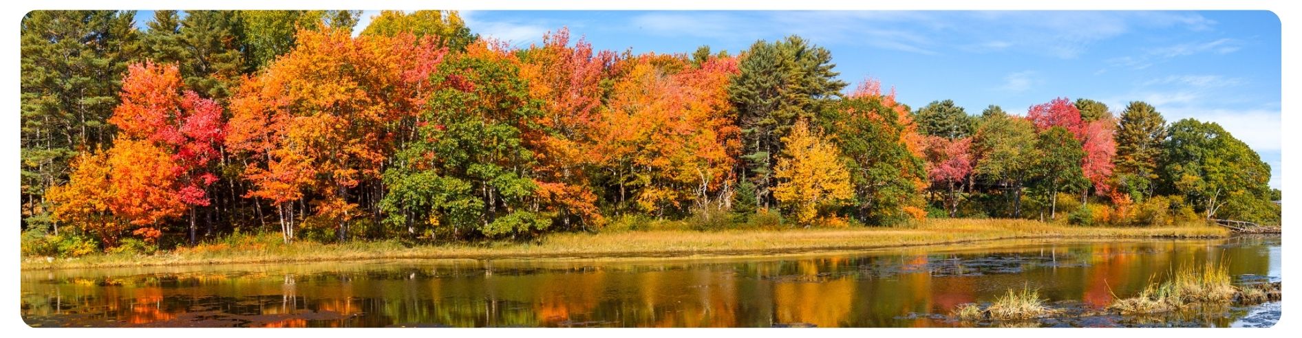 trees along river's edge