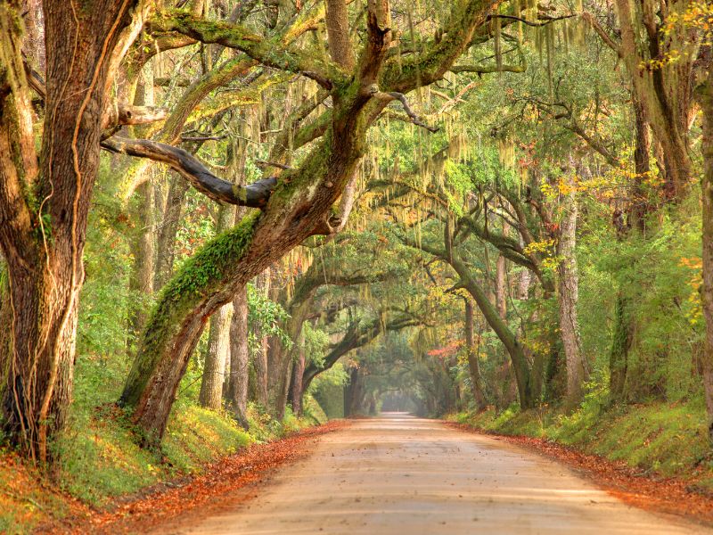 Lowcountry Road near Charleston, South Carolina