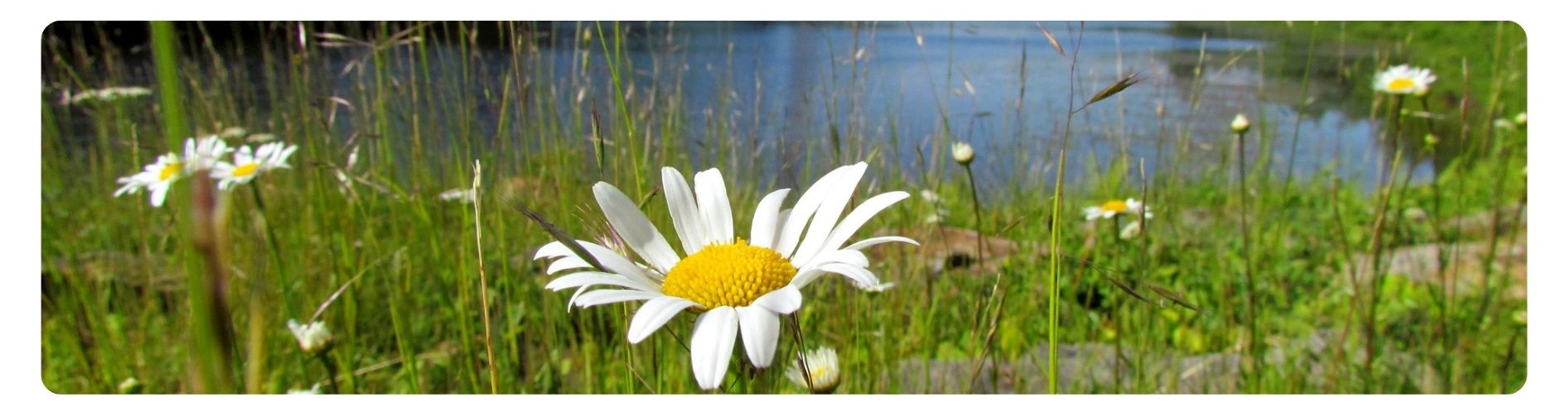 daisy in front of pond