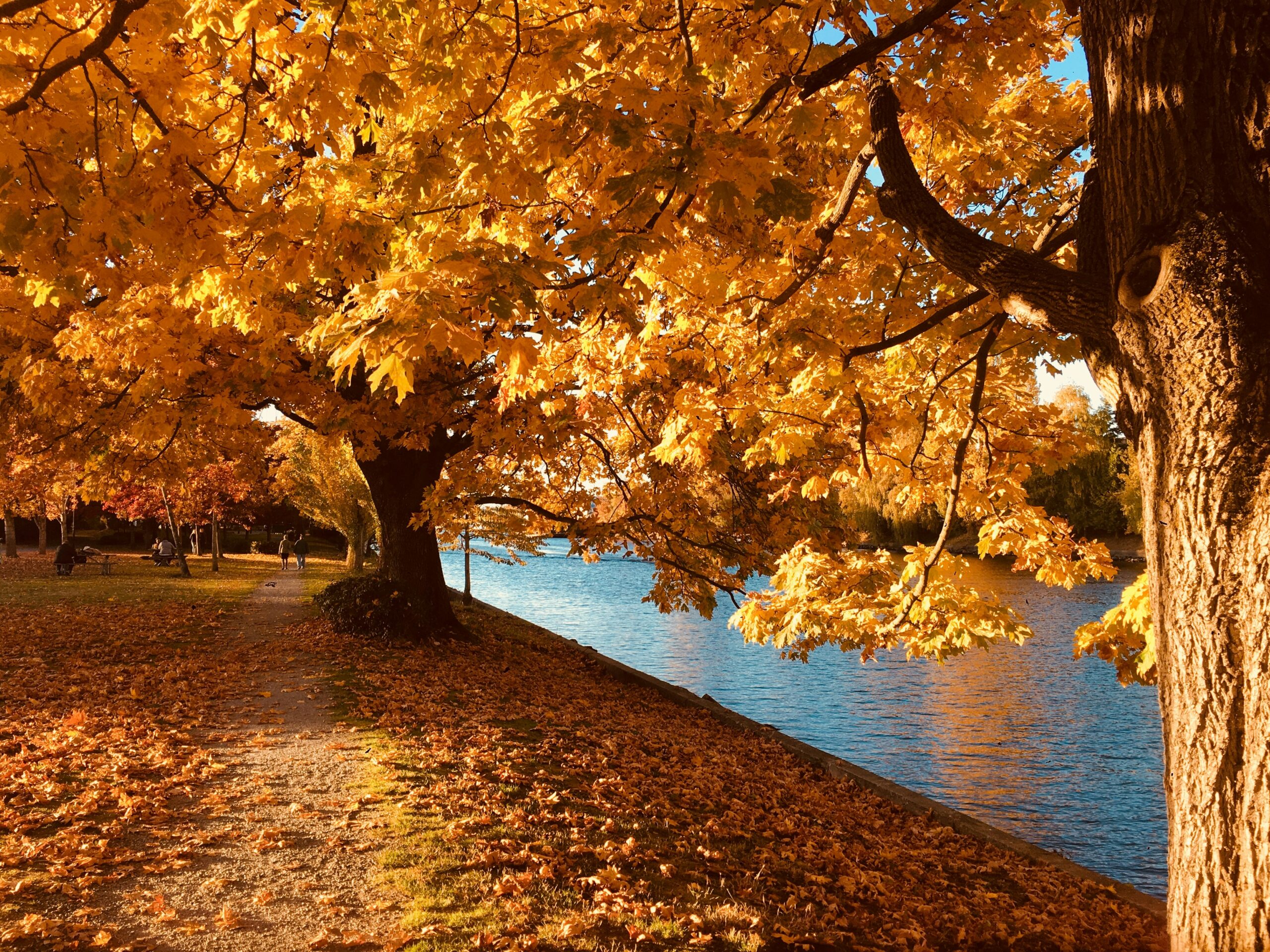 trees with foliage along waterside