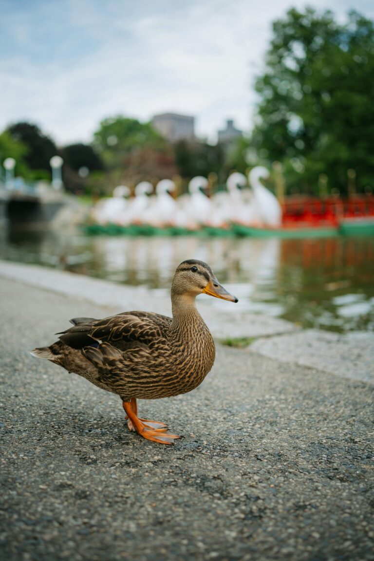 A duck on the side of a road