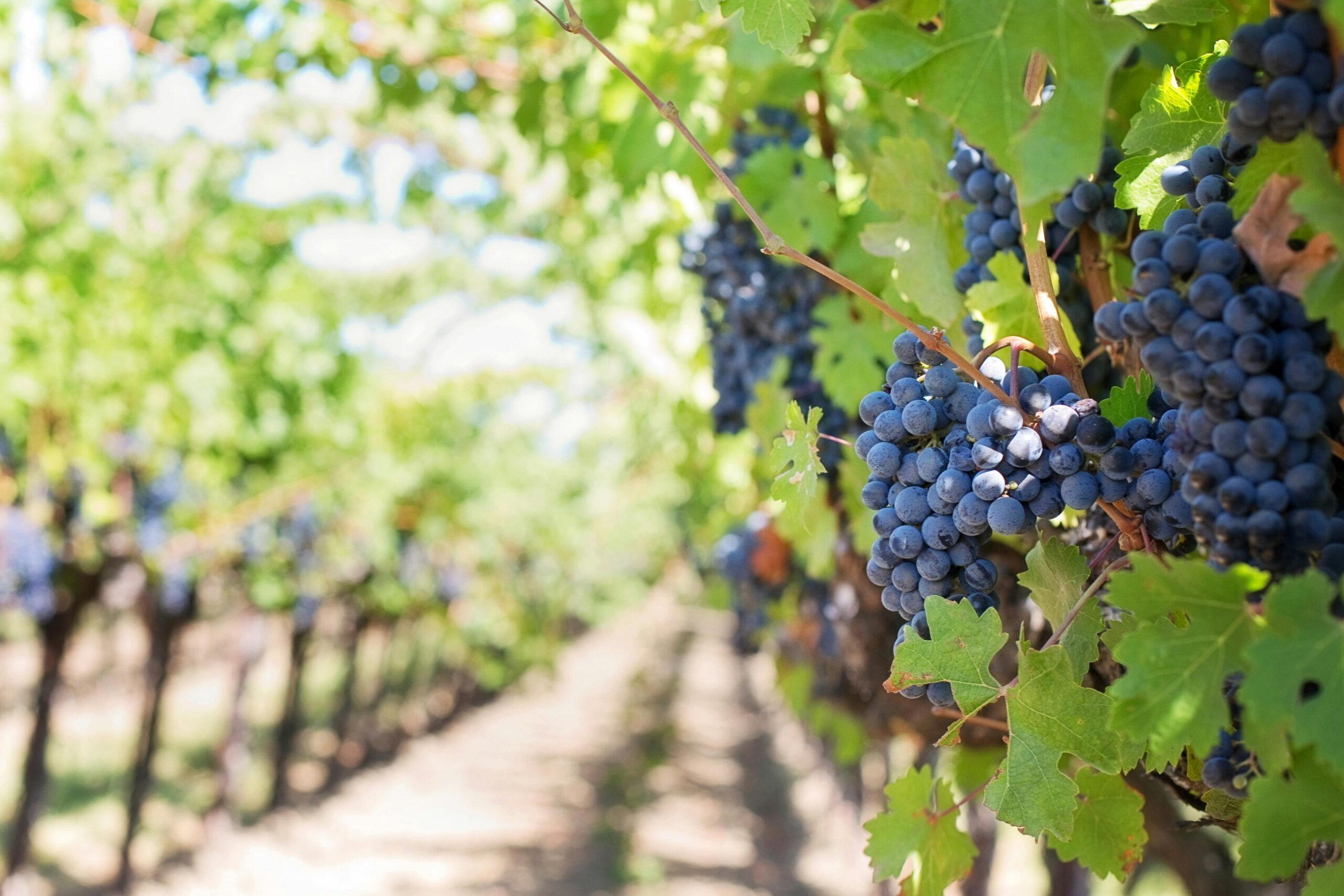 Grapes on Vineyard during Daytime