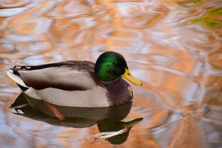 Black and Gray Duck on Body of Water