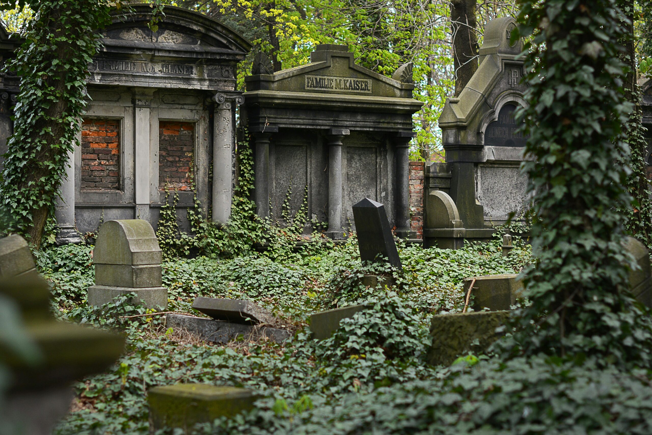 cemetery covered in ivy